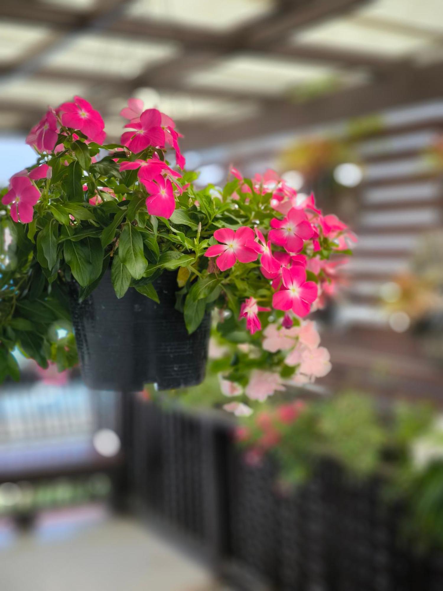 Ratchiangsaen Flora House Otel Chiang Mai Dış mekan fotoğraf